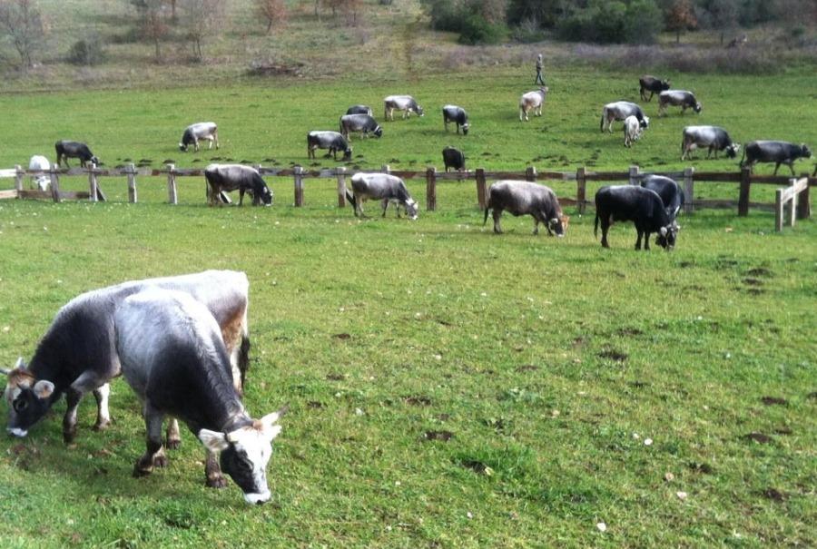 Agriturismo Amicizia Cassano delle Murge Bagian luar foto