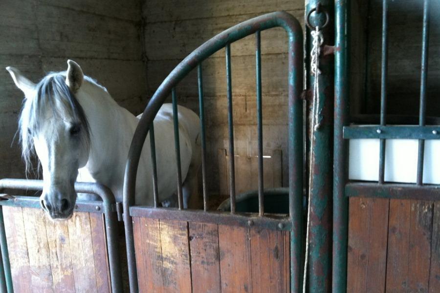 Agriturismo Amicizia Cassano delle Murge Bagian luar foto