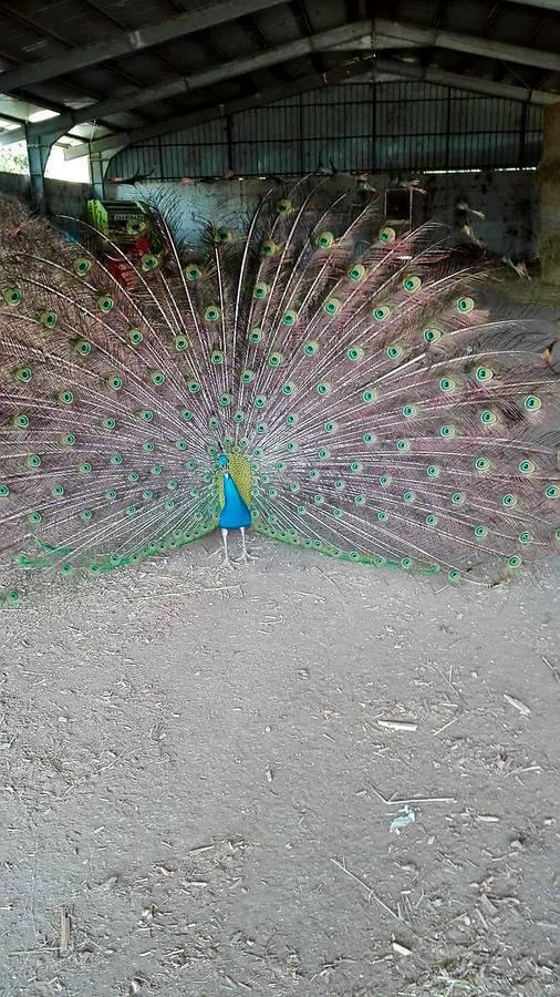 Agriturismo Amicizia Cassano delle Murge Bagian luar foto