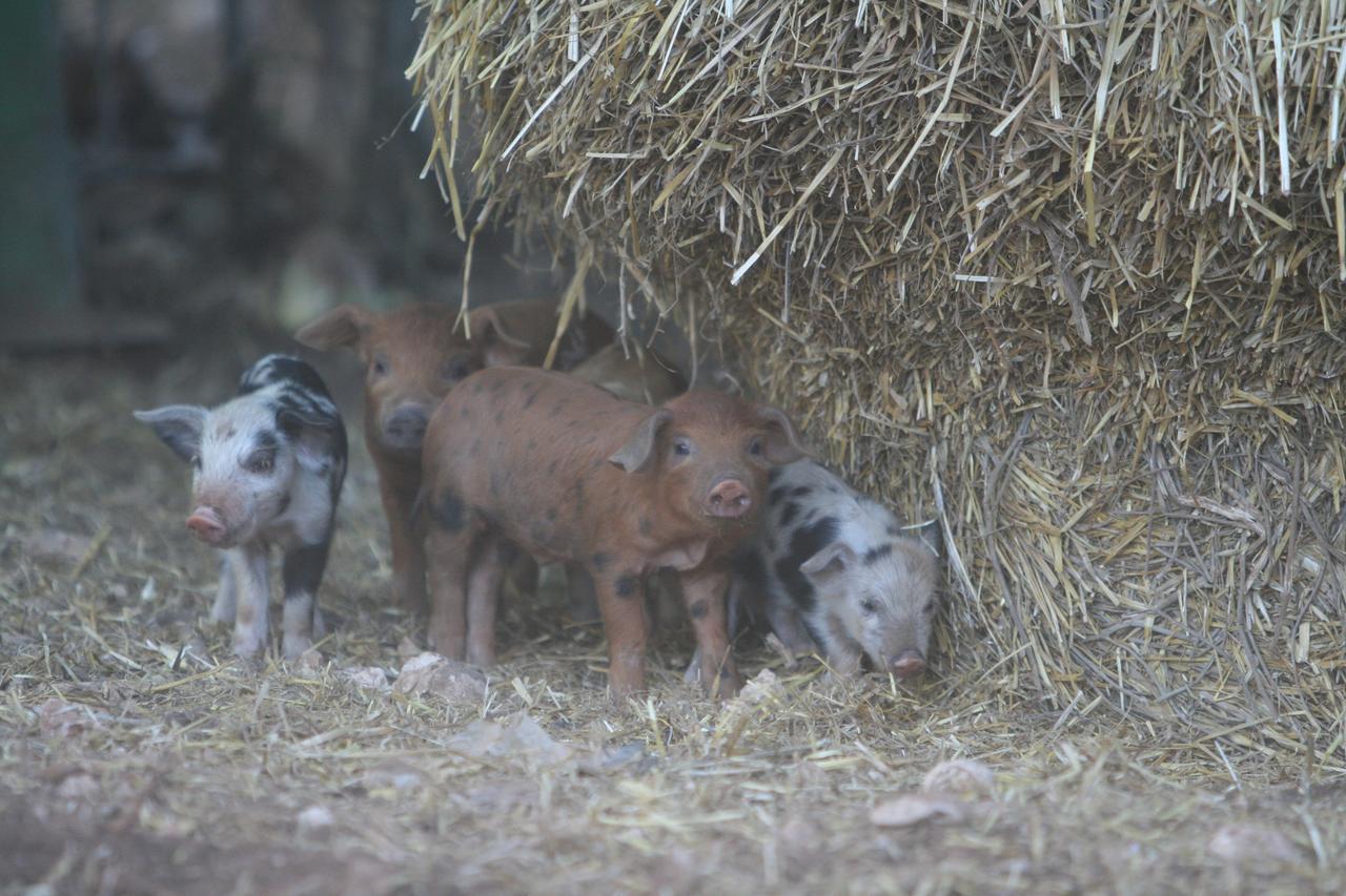 Agriturismo Amicizia Cassano delle Murge Bagian luar foto