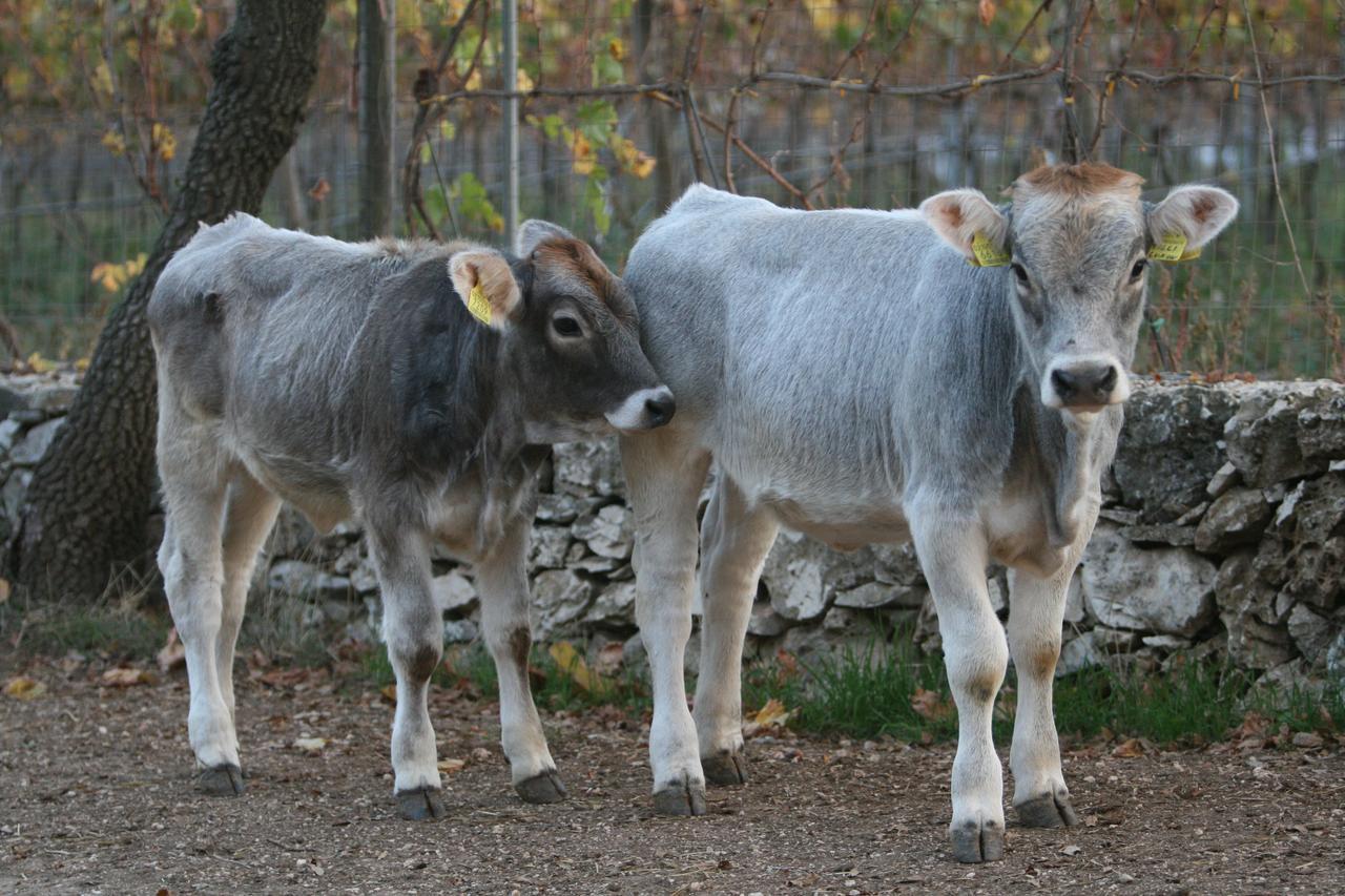 Agriturismo Amicizia Cassano delle Murge Bagian luar foto